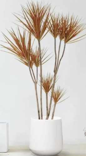 千年木病蟲害防治 千年木病蟲害防治