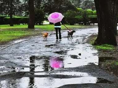 雨天遛狗景點