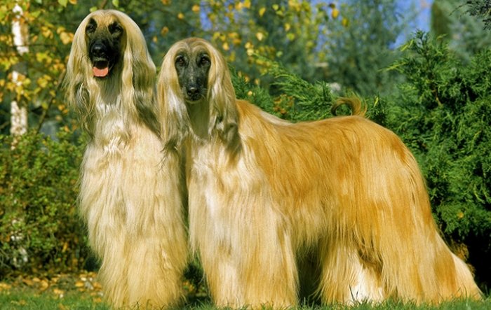 大型長毛犬品種