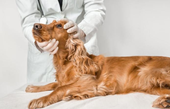 狗神經系統疾病