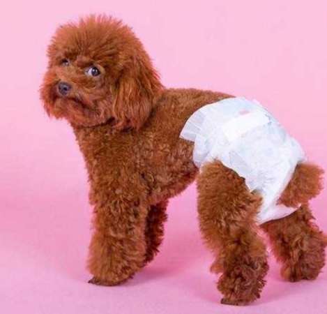 狗狗尿布固定方法