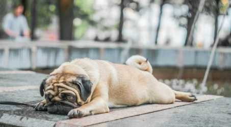 狗狗顫抖呼吸困難