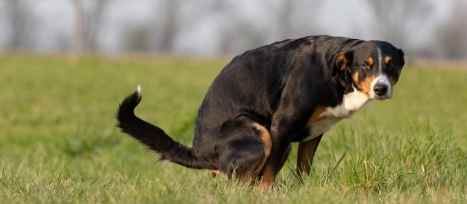 狗狗腹瀉顏色分析 狗狗腹瀉顏色分析