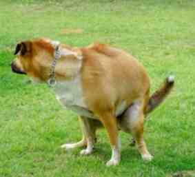 狗狗腹瀉顏色分析 狗狗腹瀉顏色分析