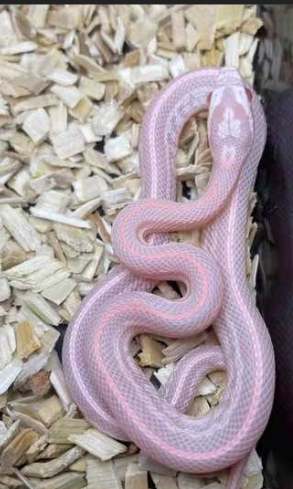 台灣可以養的蛇種