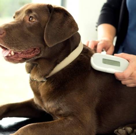 如何量狗狗體溫