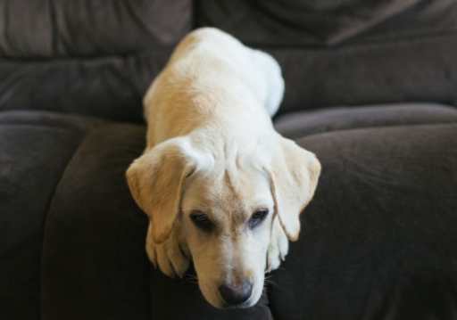 狗神經系統疾病