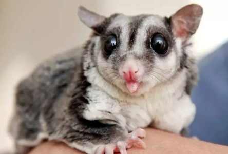 蜜袋鼯寄生蟲治療