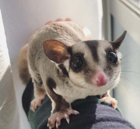 蜜袋鼯飼養困難