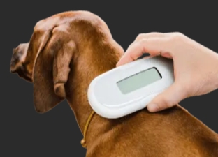 寵物體溫正常值