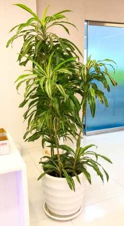 檸檬千年木病蟲害 檸檬千年木病蟲害