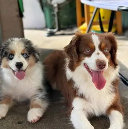 迷你美國牧羊犬體重標準