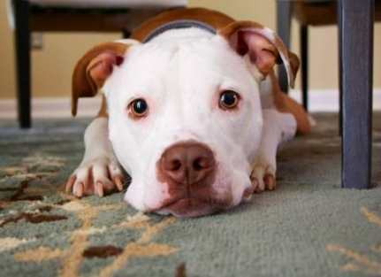 台灣寵物飼養法規