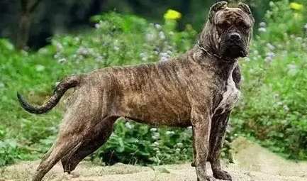 台灣兇猛犬法規