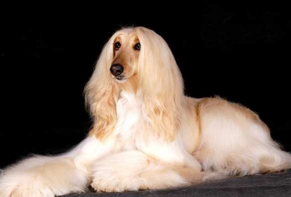 阿富汗獵犬性格