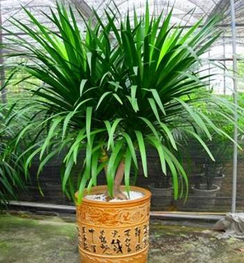 室內植物龍血樹