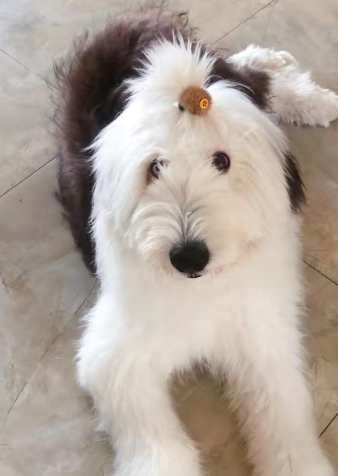 古代牧羊犬聰明度