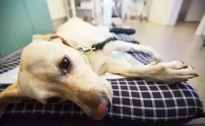 狗狗中毒症狀 狗狗中毒症狀