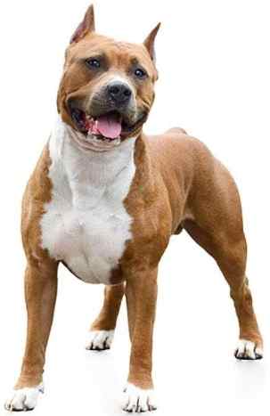 史大佛夏牛頭犬飼養