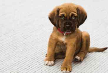 老年狗呼吸頻率