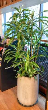 檸檬千年木繁殖 檸檬千年木繁殖