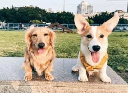 狗狗室內樂園台北