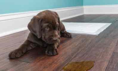 寵物定點排尿問題