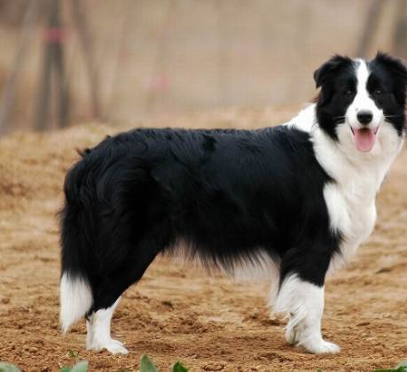 澳洲牧羊犬 邊境牧羊犬 比較
