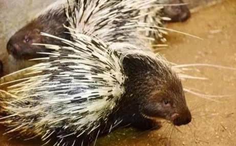 豪豬刺特性