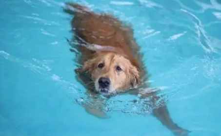狗狗游泳能力