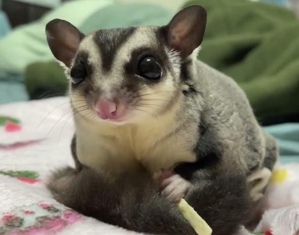 蜜袋鼯叫聲意思