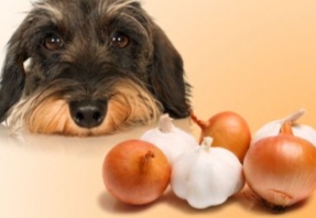 狗洋蔥中毒