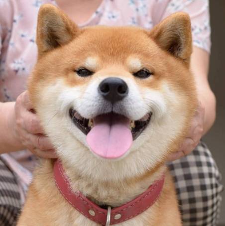 狗狗除蚤噴霧比較