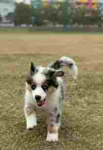 迷你美國牧羊犬體重表