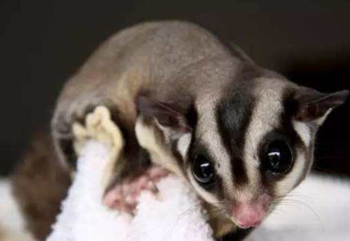 蜜袋鼯老了飲食