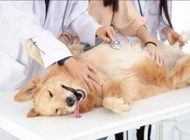 狗早期腎臟病症狀