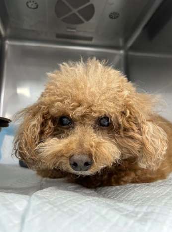 狗狗肺積水症狀