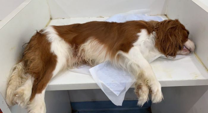 狗狗中毒症狀 狗狗中毒症狀