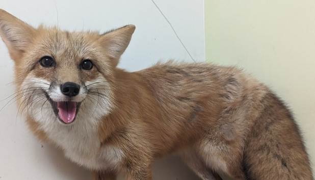 台灣寵物合法名單