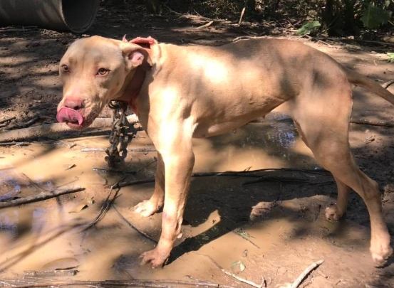 比特犬疼痛護理