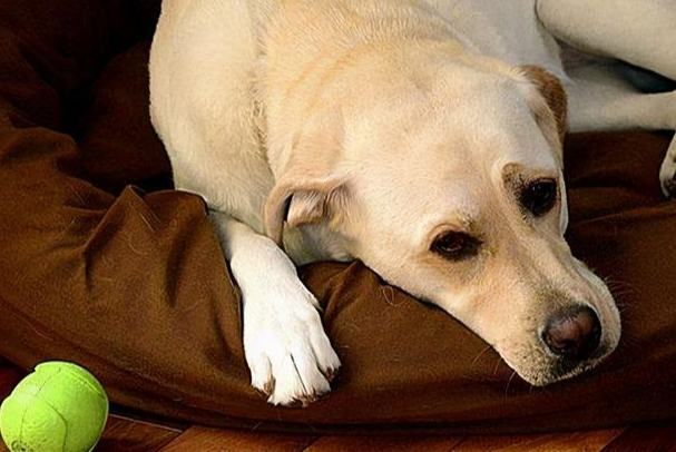 狗狗失眠解決方法