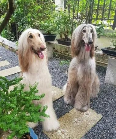 阿富汗獵犬性格