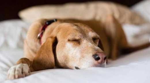 狗狗安全感不足