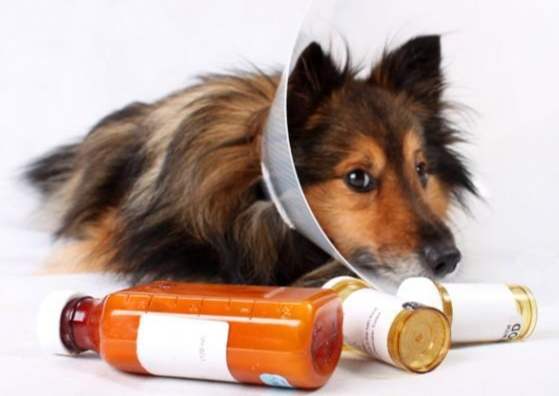 狗誤食藥物 狗誤食藥物