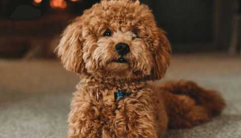 狗狗跳蚤症狀 狗狗跳蚤症狀