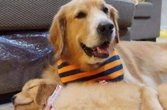 老年犬睡眠問題