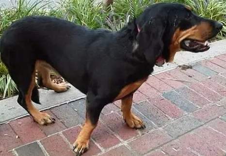 羅威納混種性格