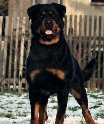 羅威納混種性格