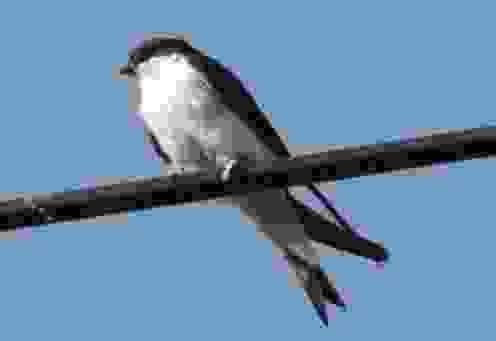 騎翼夜鶯使用技巧