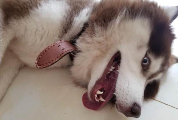 貴婦狗癲癇治療